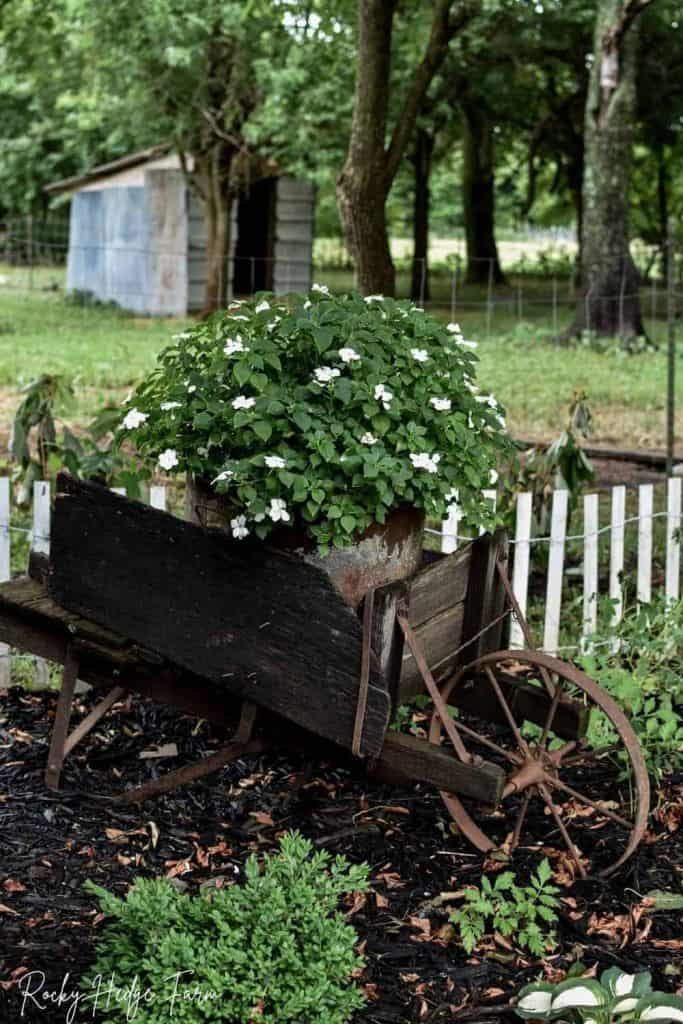 wheelbarrow planters