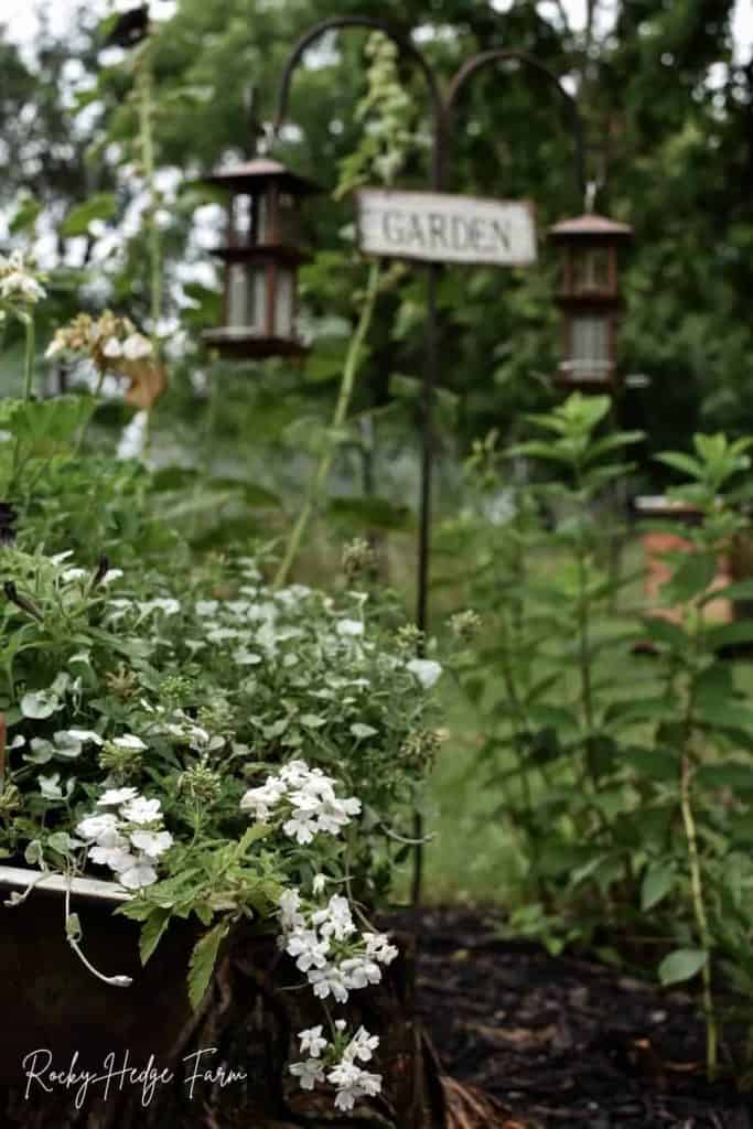 verbena in garden sink planter