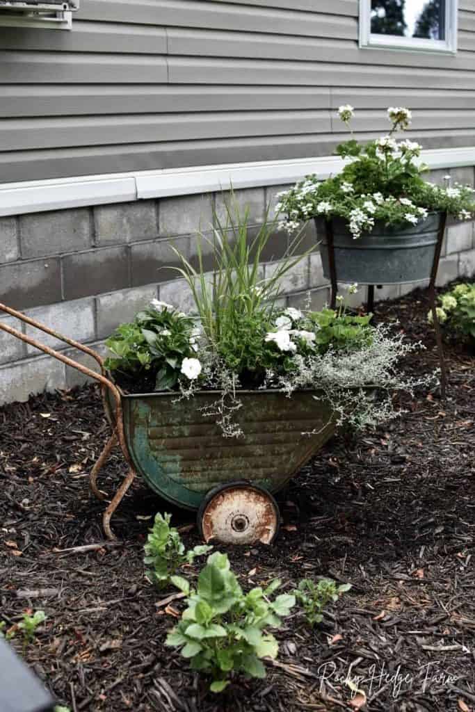 old wheelbarrow planter