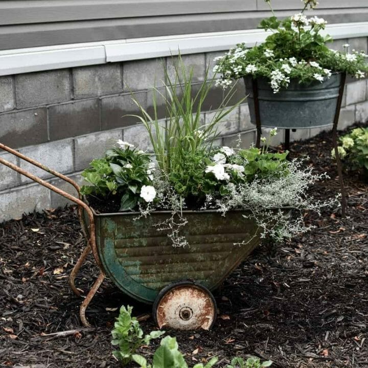 old wheelbarrow planter