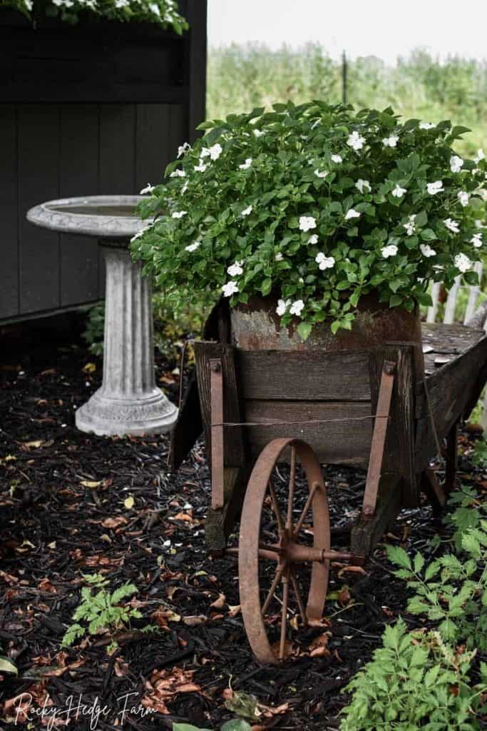 impatiens in planter wheelbarrow