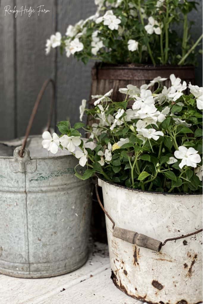 Impatiens in Buckets