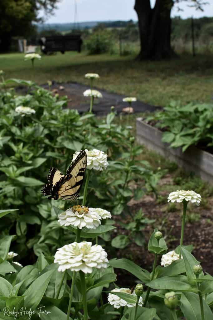 Monarch on Zinnia