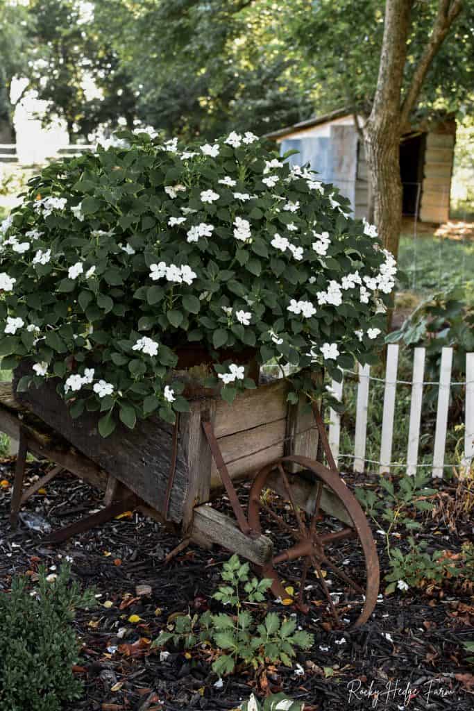 Old Wheelbarrow Planter with Impatiens