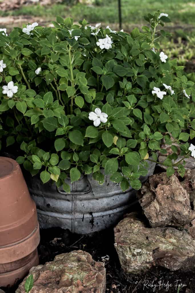 Planting Impatiens in Pots