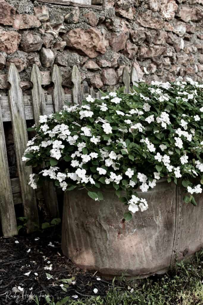 Planting Impatiens in Trough