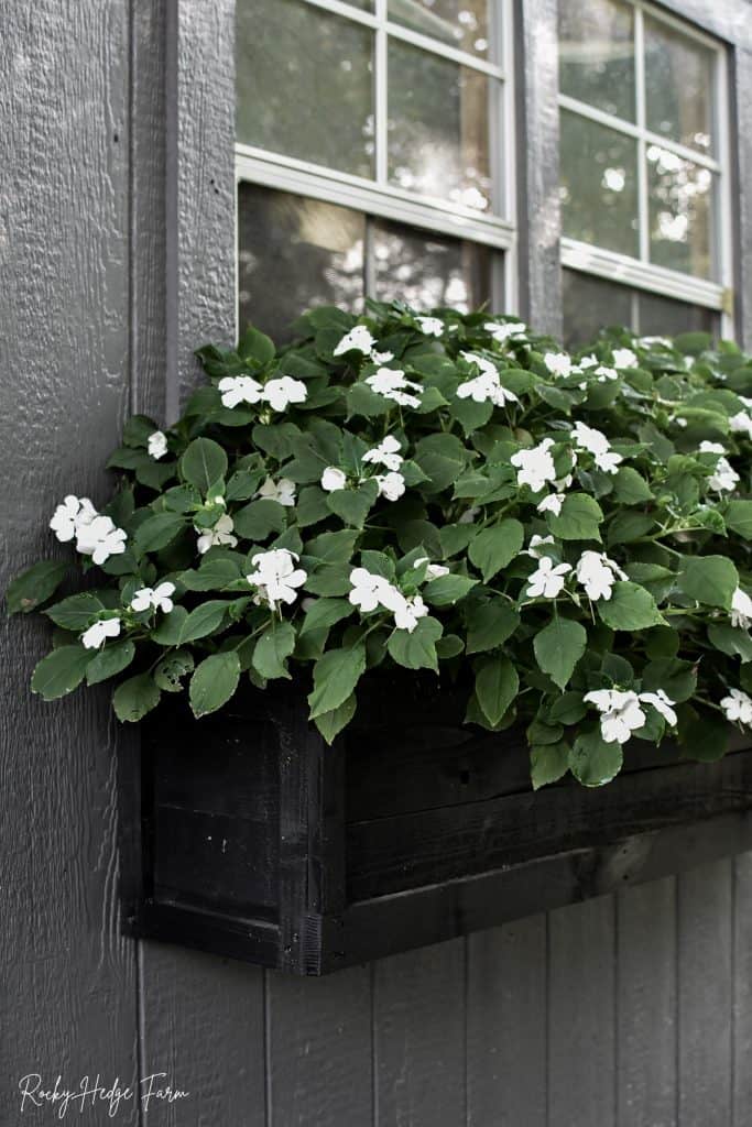 best shade plants for window boxes