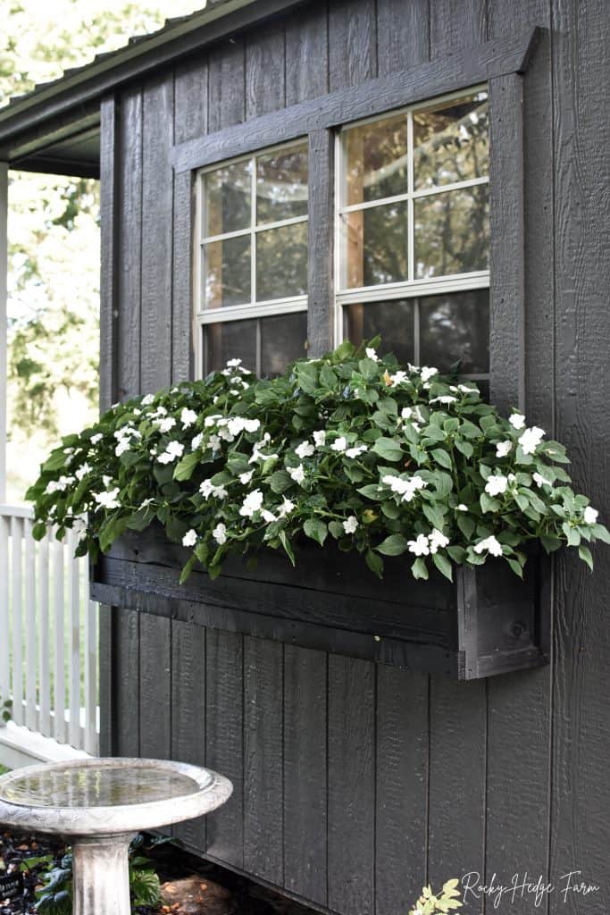 Window Box Impatiens