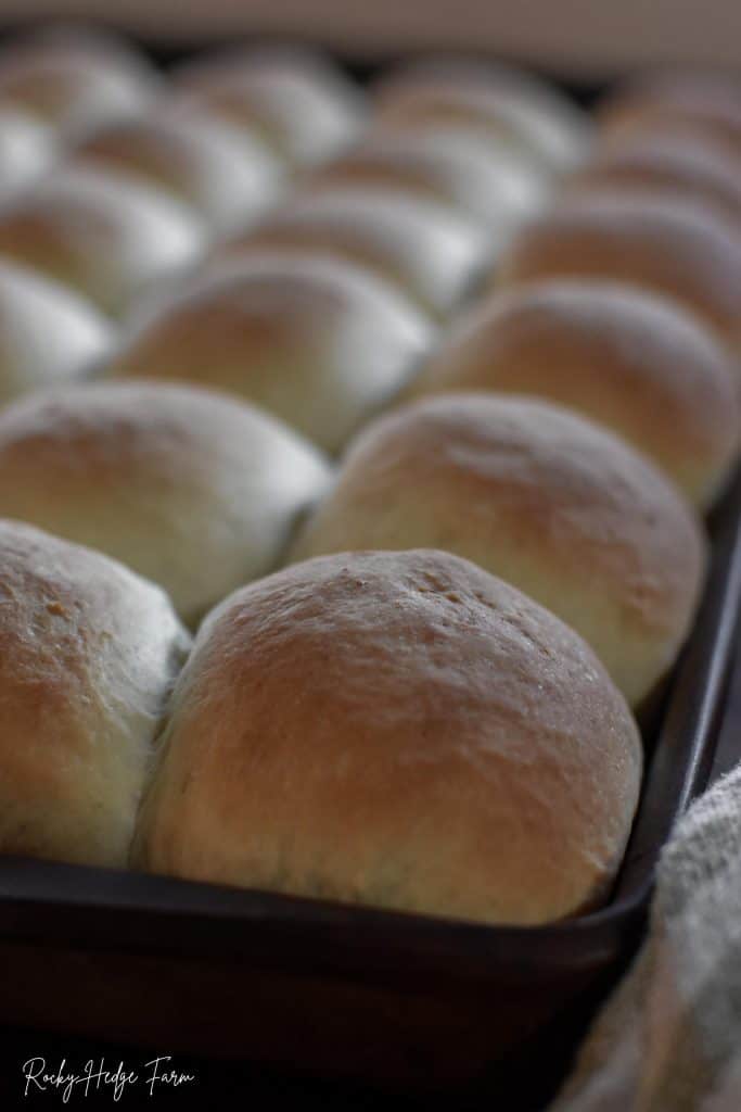 Beginners Dinner Rolls