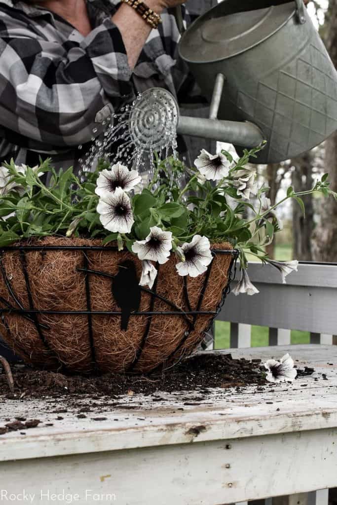 Petunia Basket