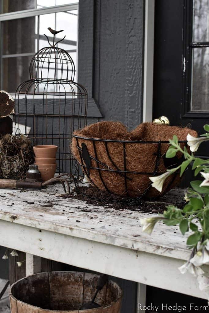 Hanging Basket Petunias Latte