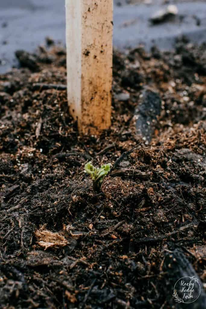 Sprouted Dahlia Tuber