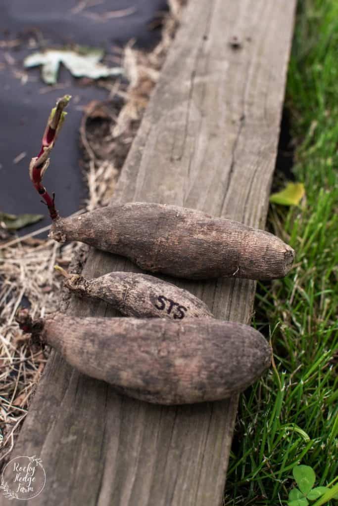 Dahlia Tubers