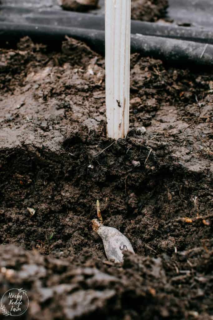 How to Stake Dahlia Tubers