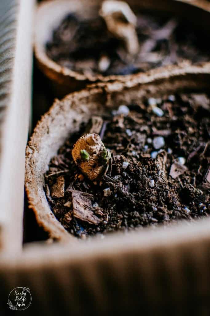 Pre sprouting Dahlia Tubers in Pots