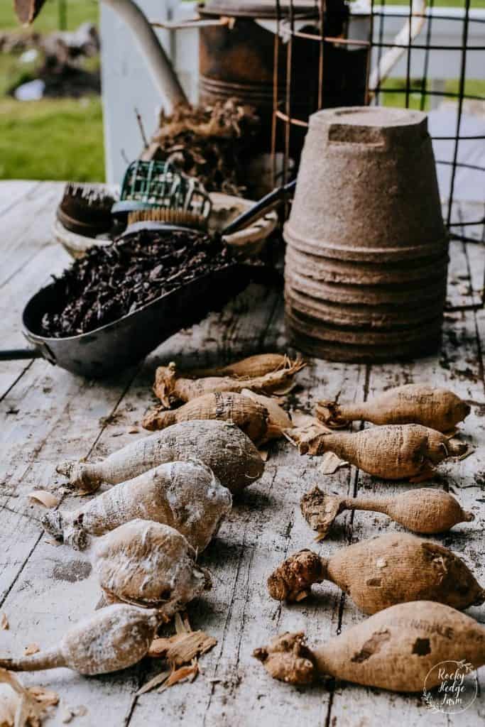 Planting Dahlia Tubers