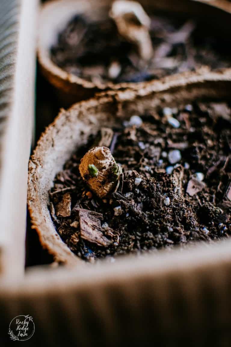 How to Start Dahlias Indoors for Earlier Summer Blooms