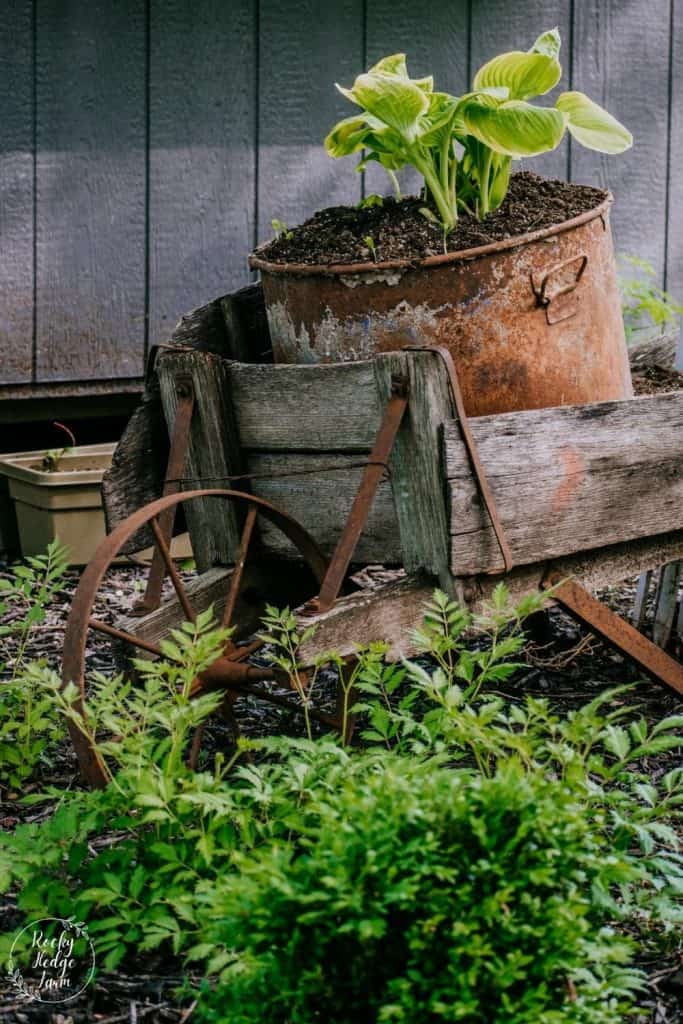 Hosta in Container