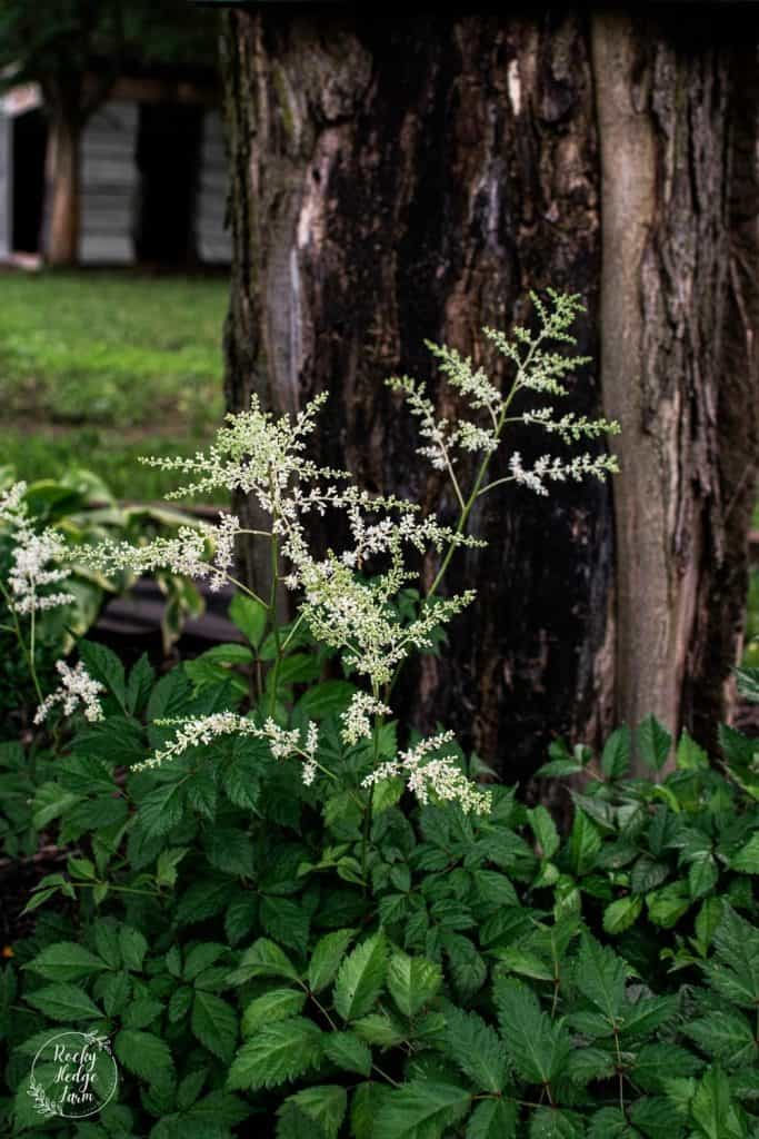 White Blooming Astilble