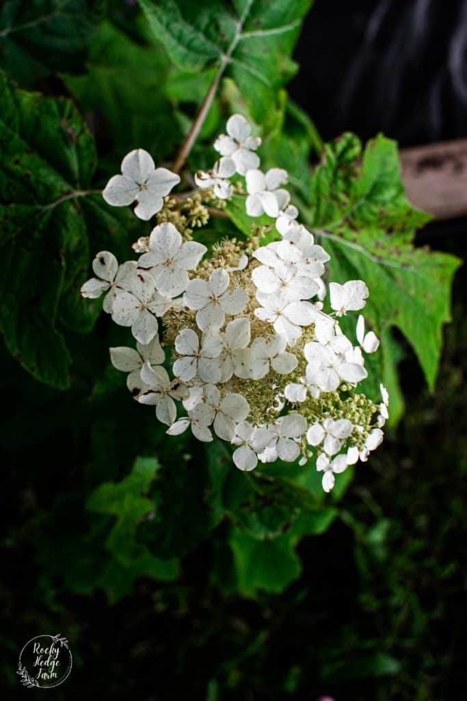 Shade Shrub Oak Leaf