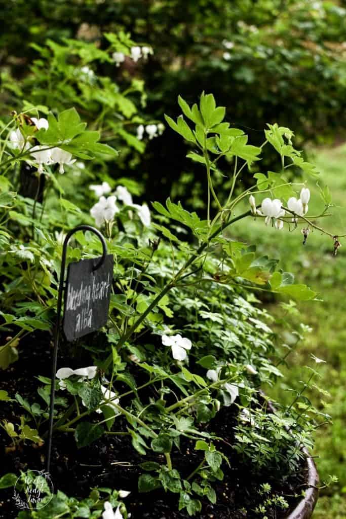 White Shade Garden Perennial Bleeding Heart