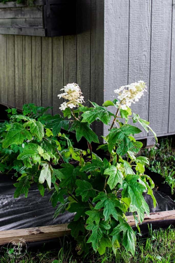 Oak Leaf Hydrangea Shrub Shade