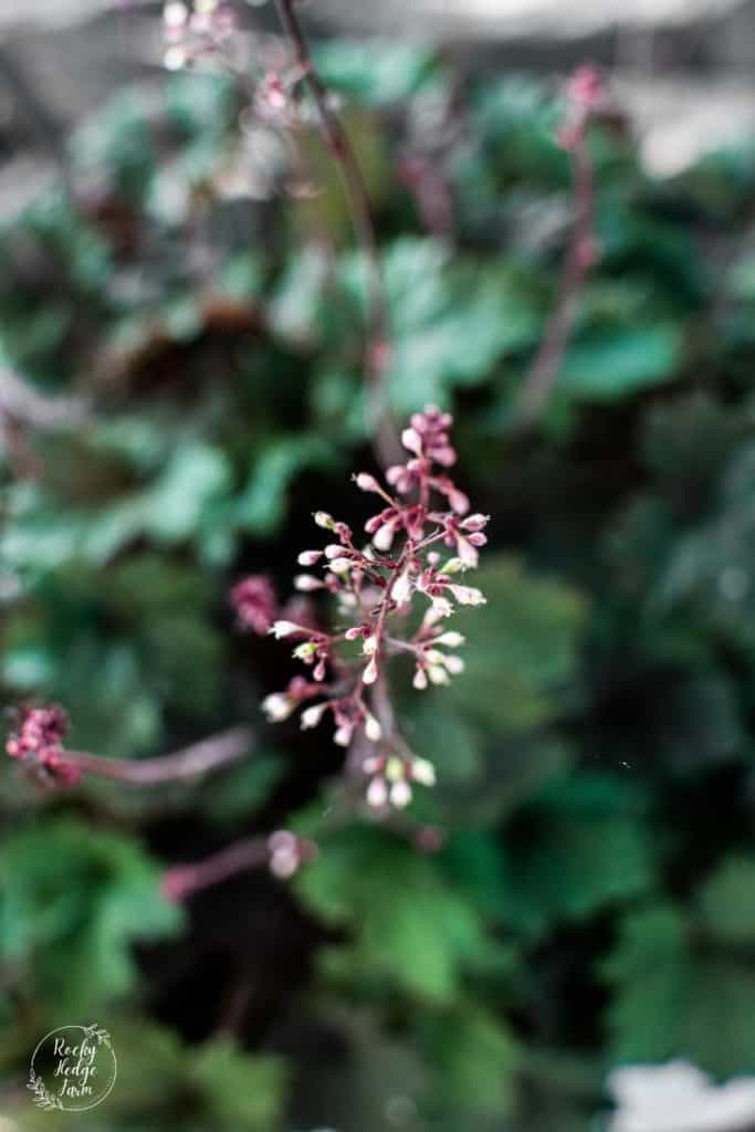 Coral Bell Shade Perennial