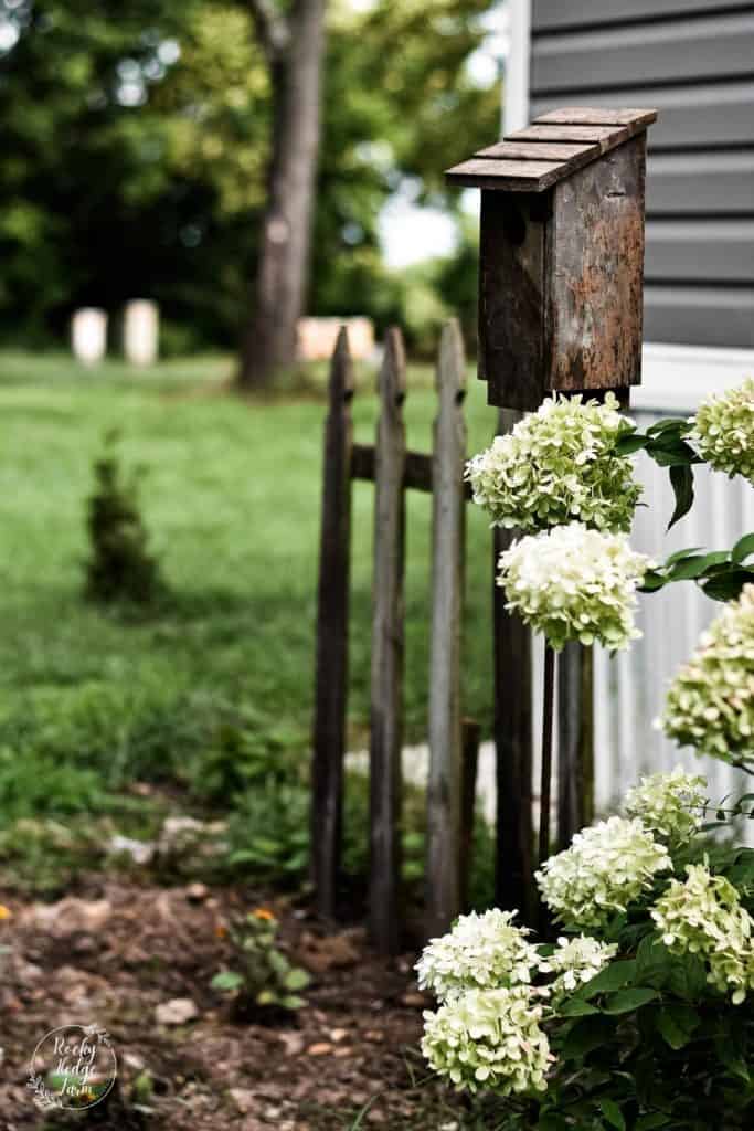 Lime Light Hydrangea