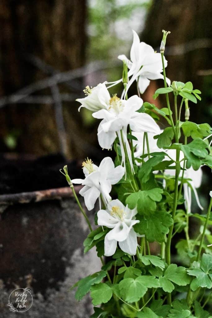 White Columbine Shade Plant