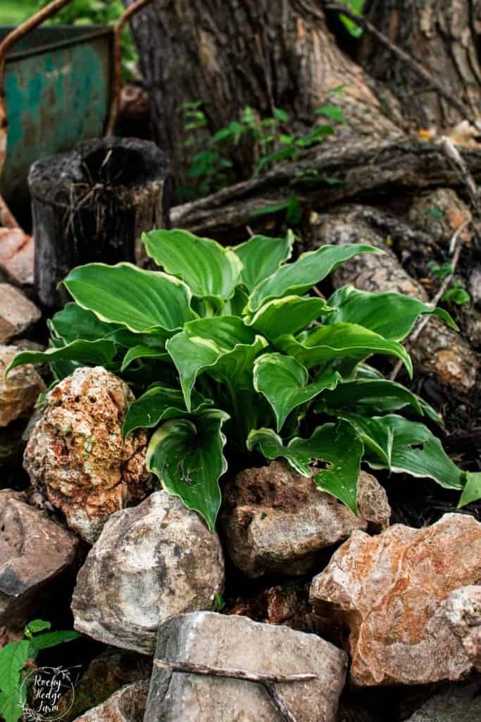 Growing Hostas in Shade