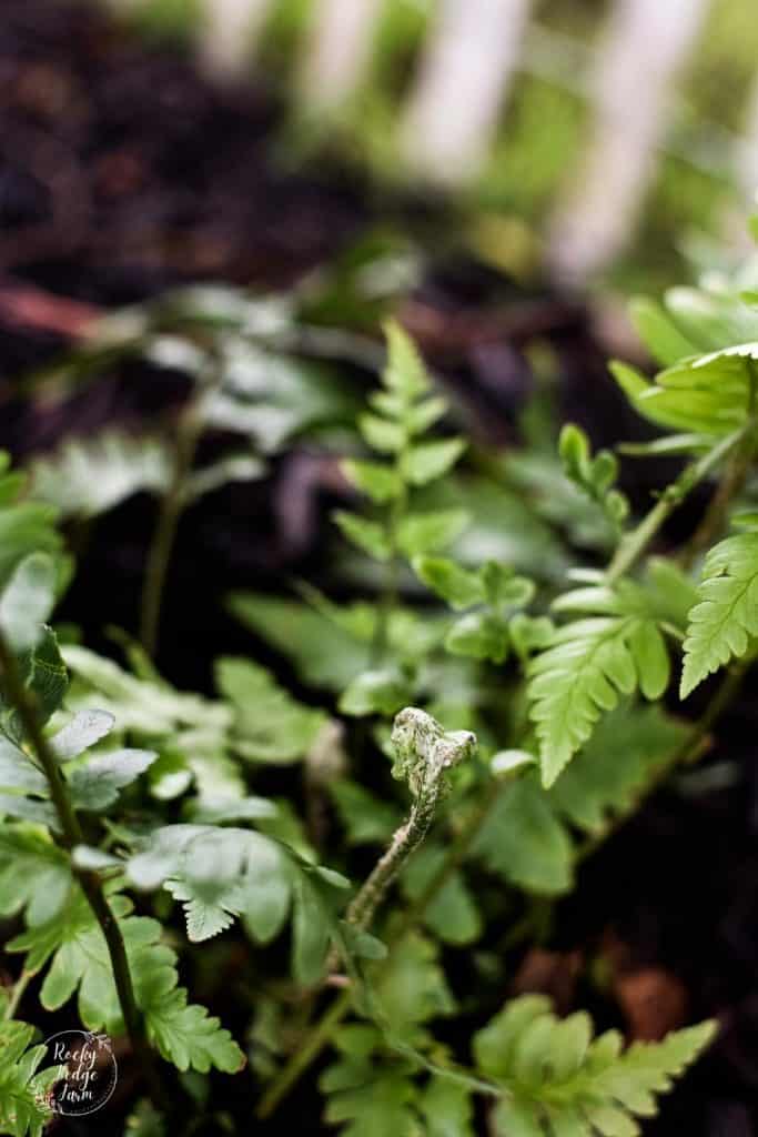 Best Shade Perennial Fern