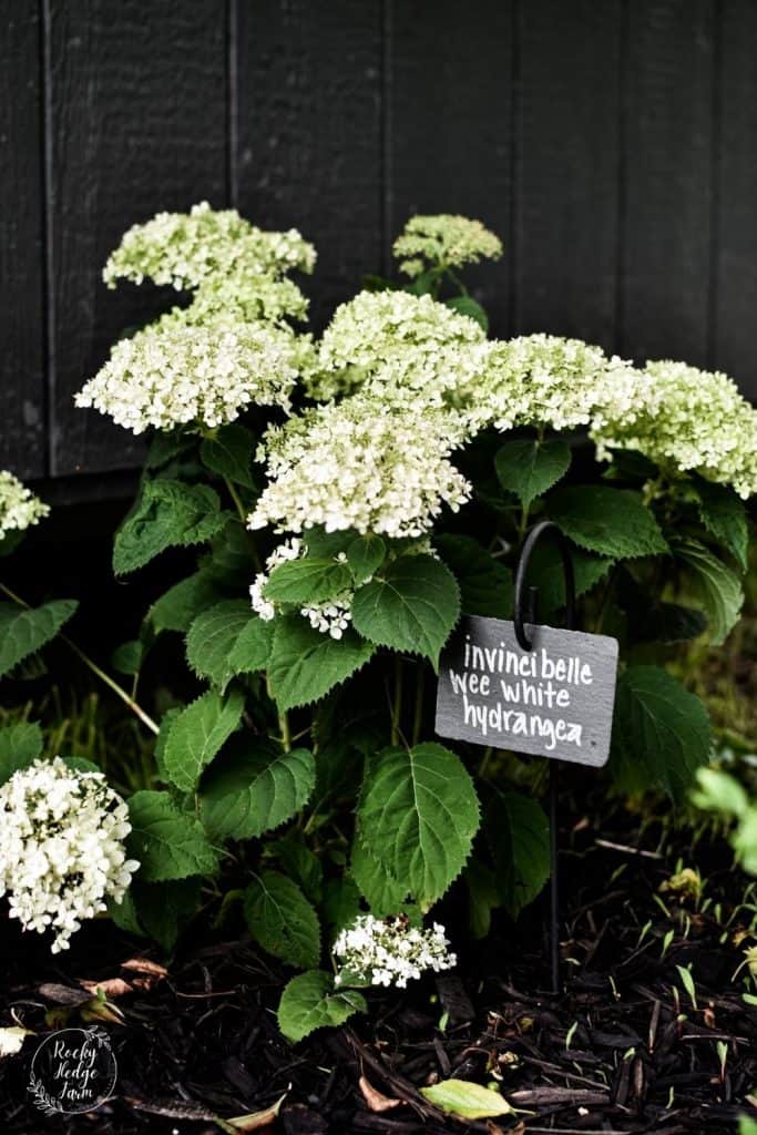 Hydrangea Shade Plants