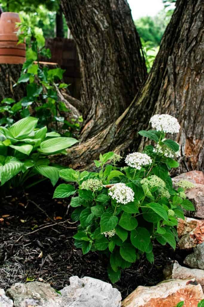 Wee White Hydrangea