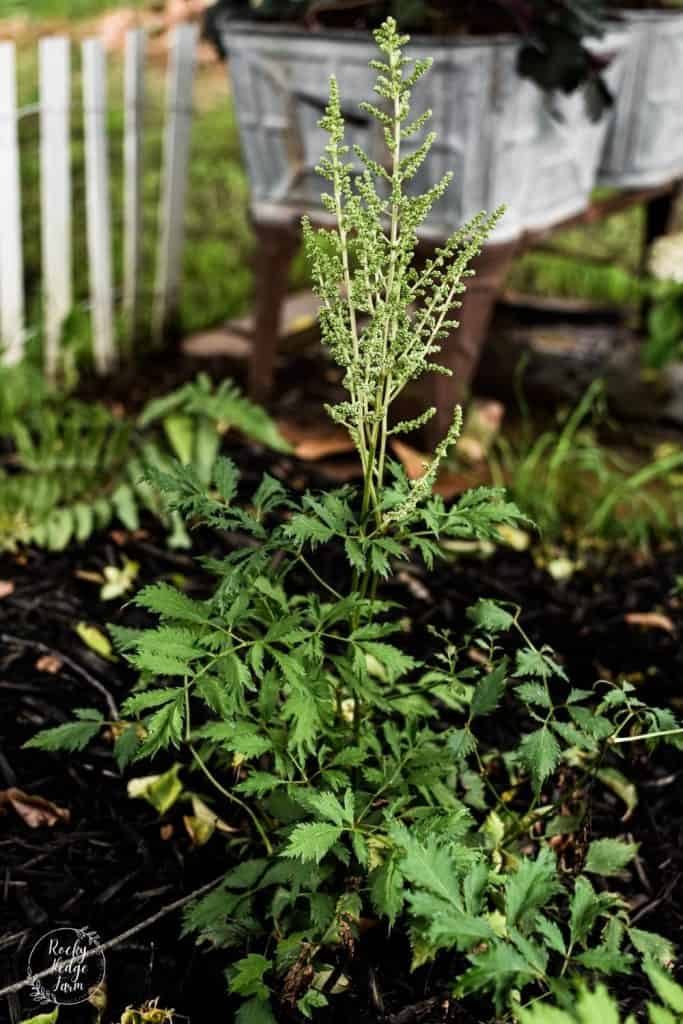 Tall Perennials for Shade