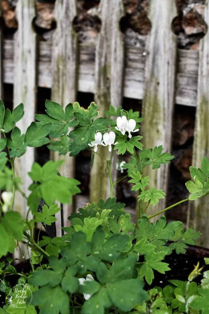 Bleeding Heart Shade Plant