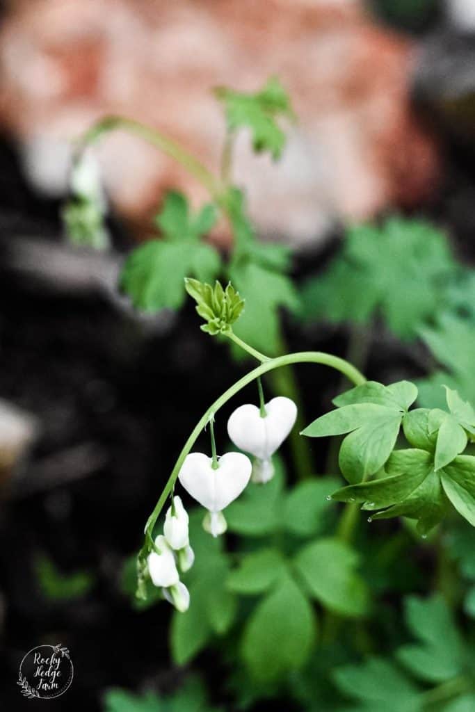 White Bleeding Heart