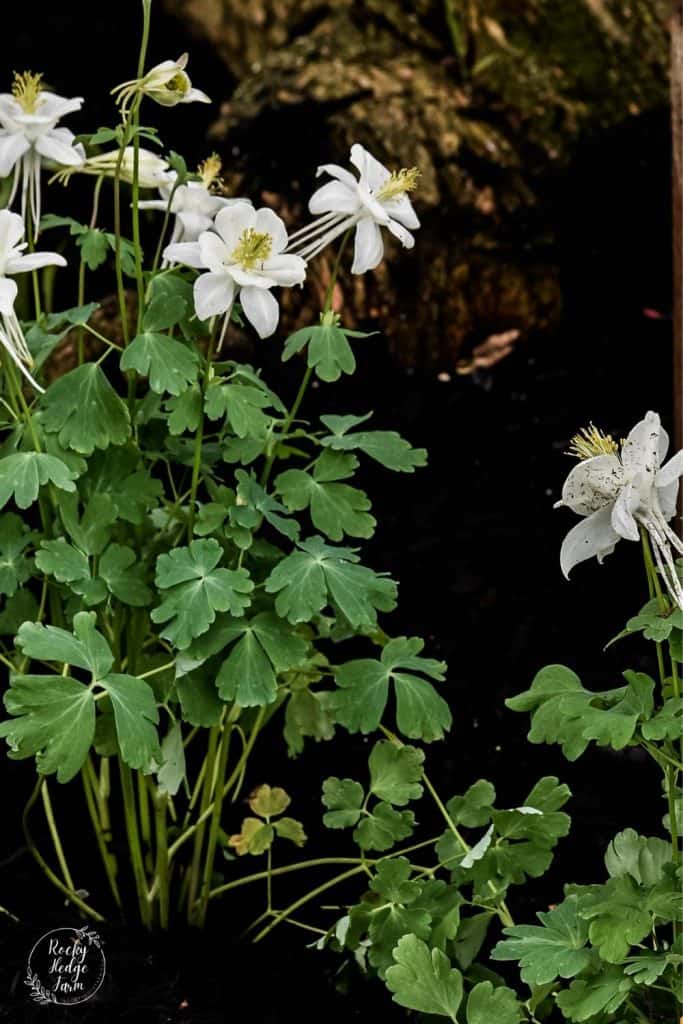 Beset Shade Plants Columbine