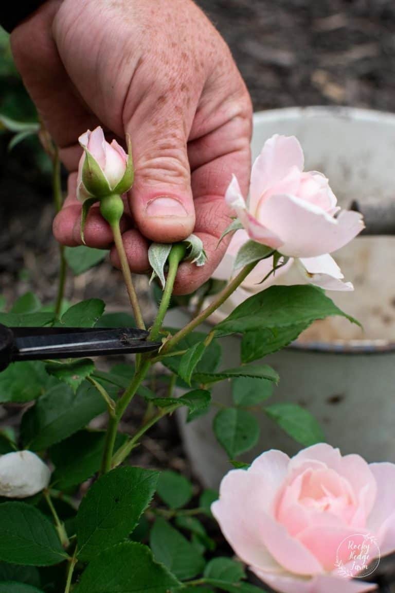 Deadheading a Single Rose