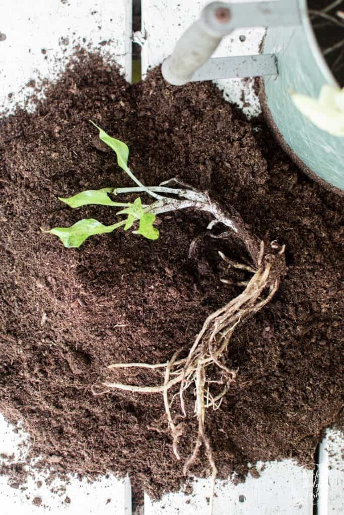 Bare Root Hosta