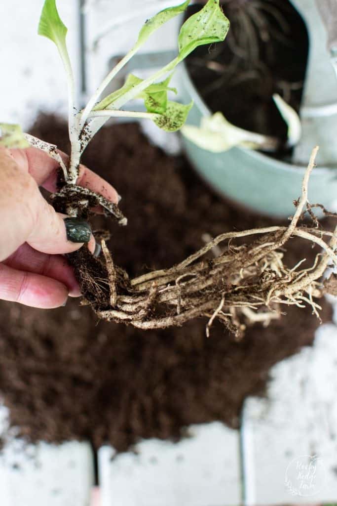 A Bare Root Hosta Plant