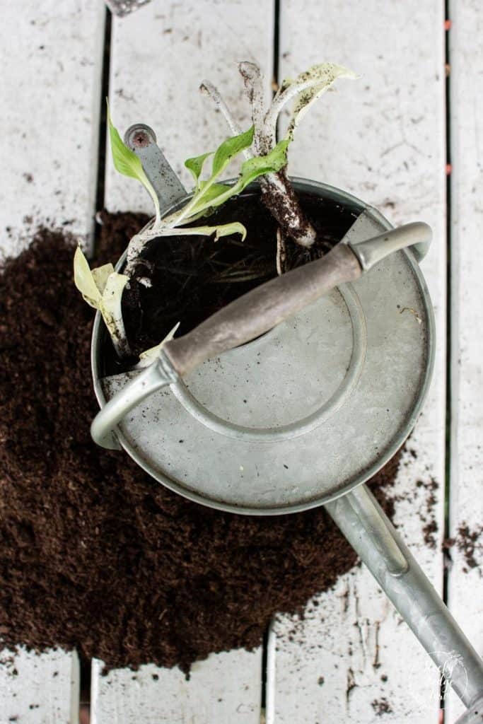 Soaking a Bare Root Hosta before Planting