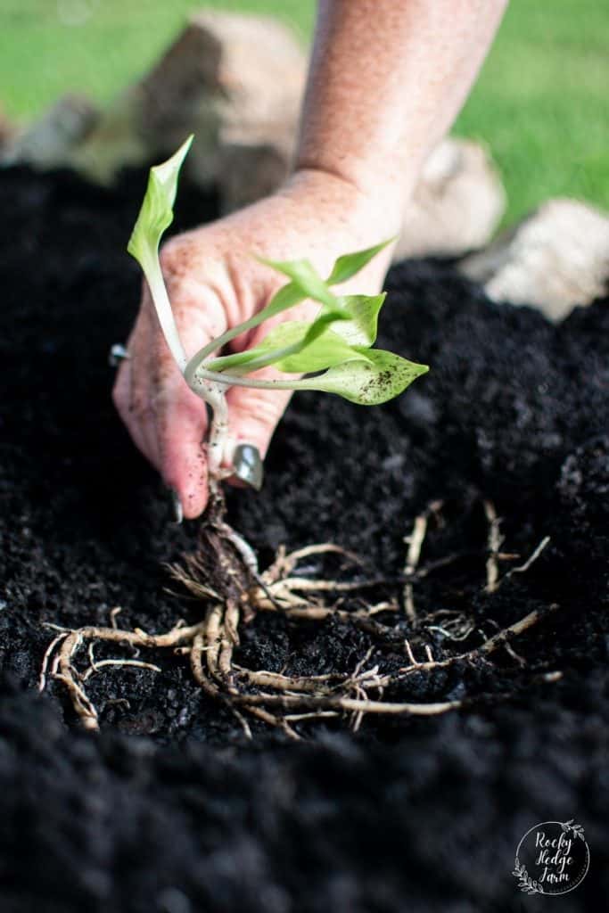 Planting a Bare Root Hosta in the Ground
