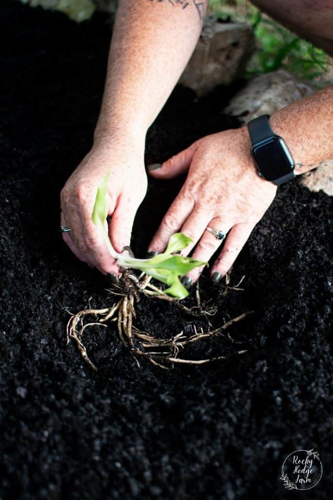 Plant Hosta in the Ground