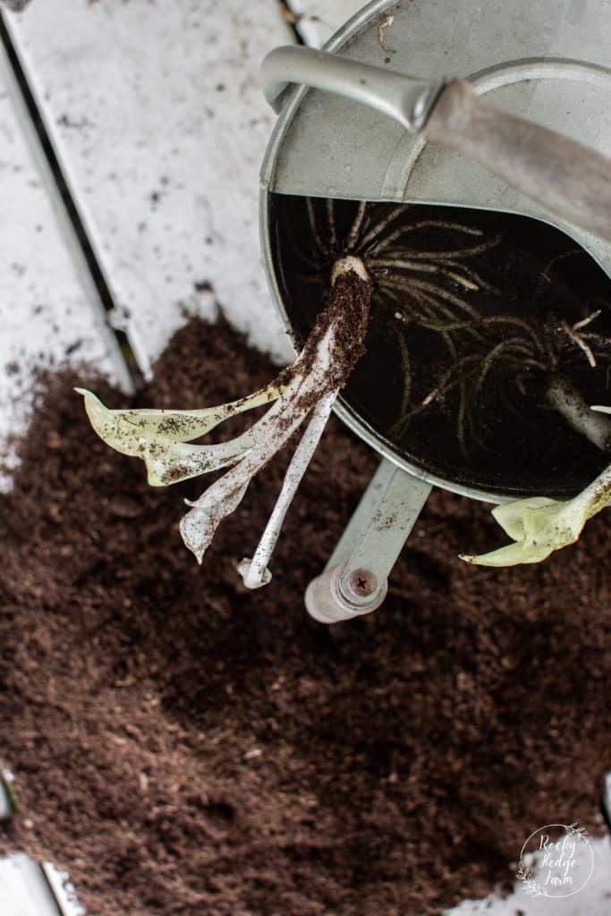 Bare Root Hosta Soaking in Water