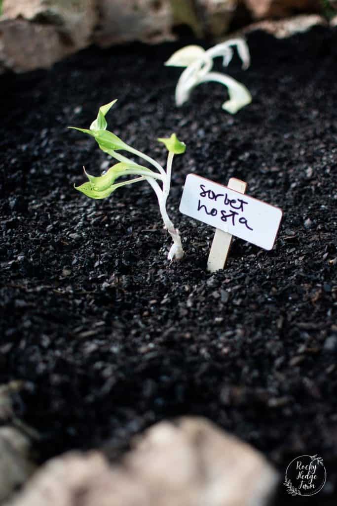 Sorbet Hosta Plant