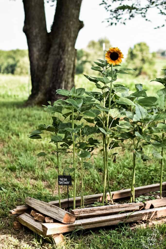 how to grow a sunflower