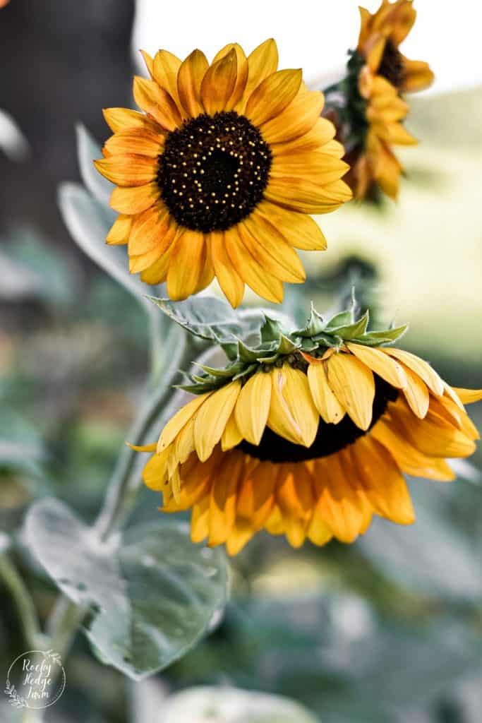 planting sunflowers seeds