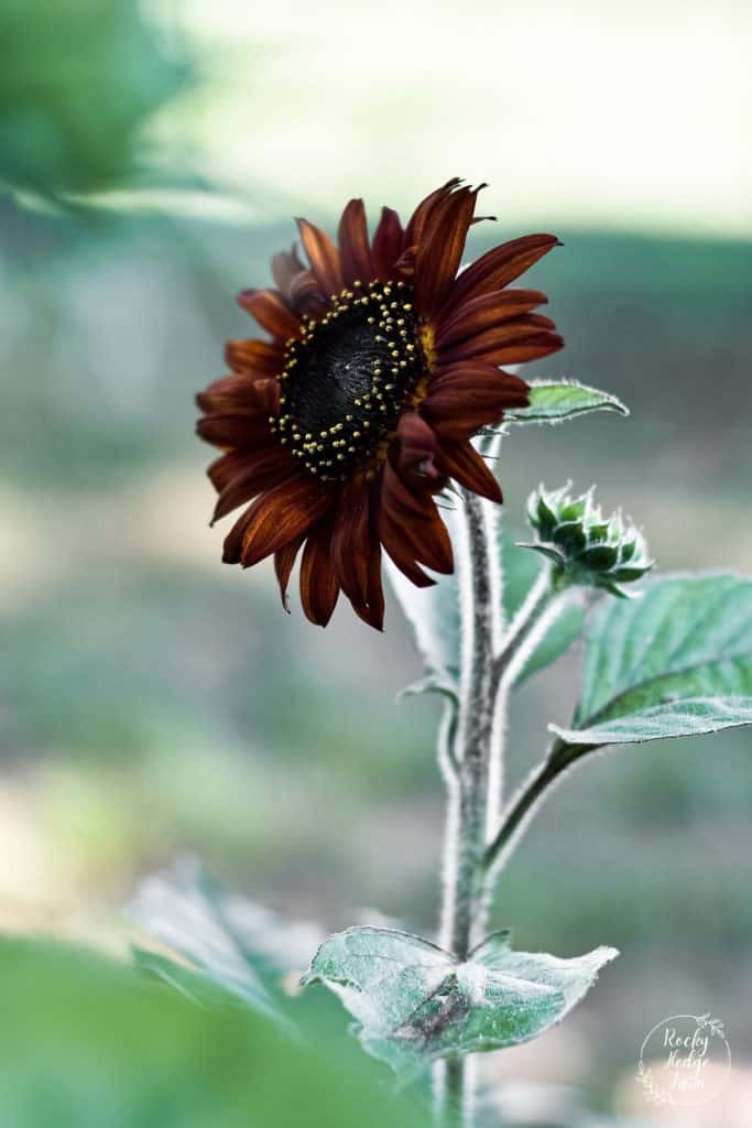 growing sunflowers from seed