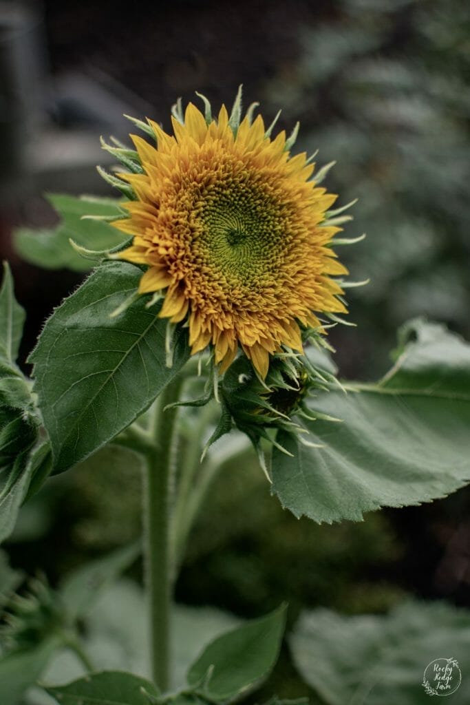 https://erdtknyop8g.exactdn.com/wp-content/uploads/2022/06/How-to-Plant-Sunflower-Seeds-8-683x1024.jpg?strip=all&lossy=1&ssl=1