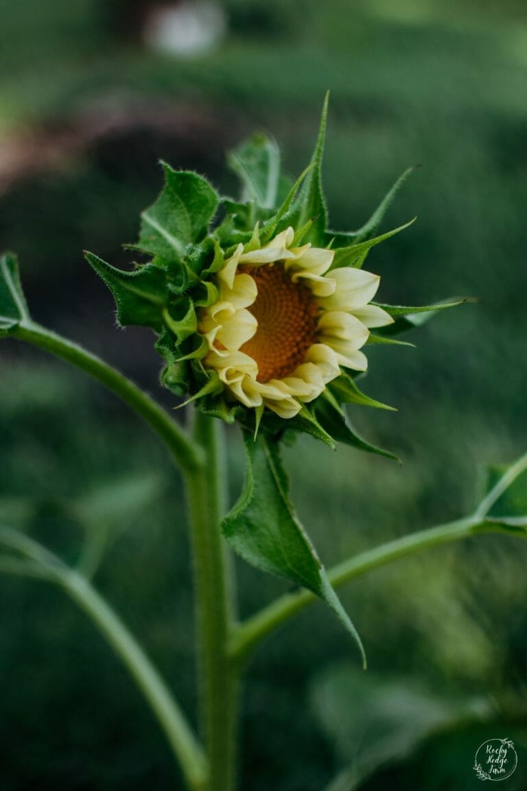 How To Plant Sunflower Seeds Rocky Hedge Farm